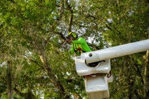 Arborist, Alonzo, is properly trained to care for your trees